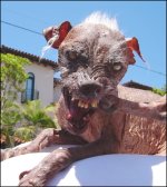 A Tribute to Sam - Worlds Ugliest Dog ( + 18.11.2005 )